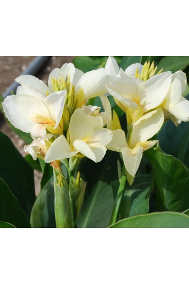 Canna 'Niagara'