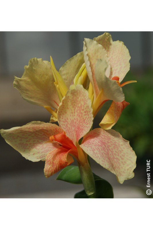 Canna 'Confetti'