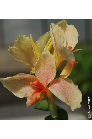 Canna 'Confetti'