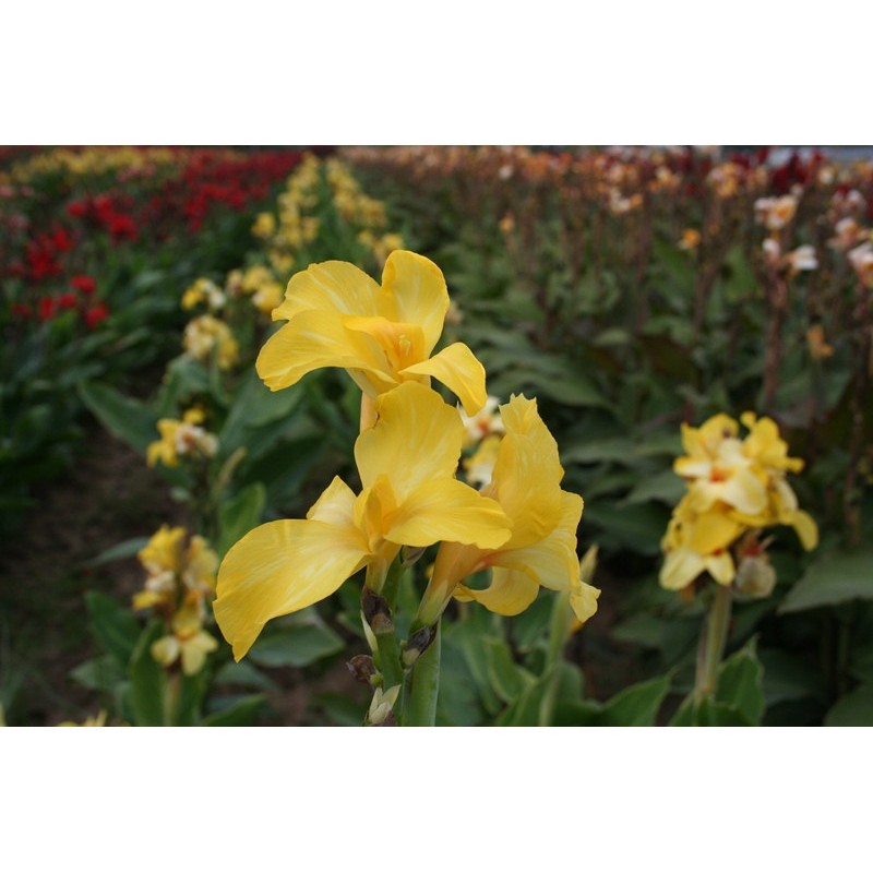 Canna Yellow Humbert Turcieflor Producteur