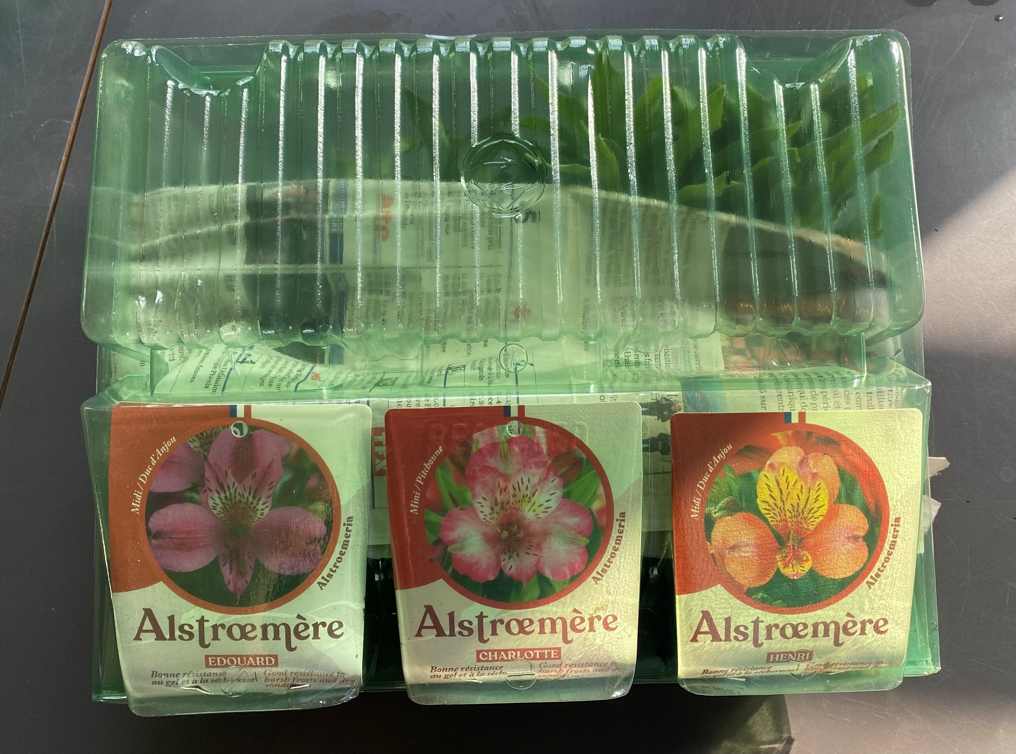 3 pots 0,5 litre alstroemeria dans une coquille emballage