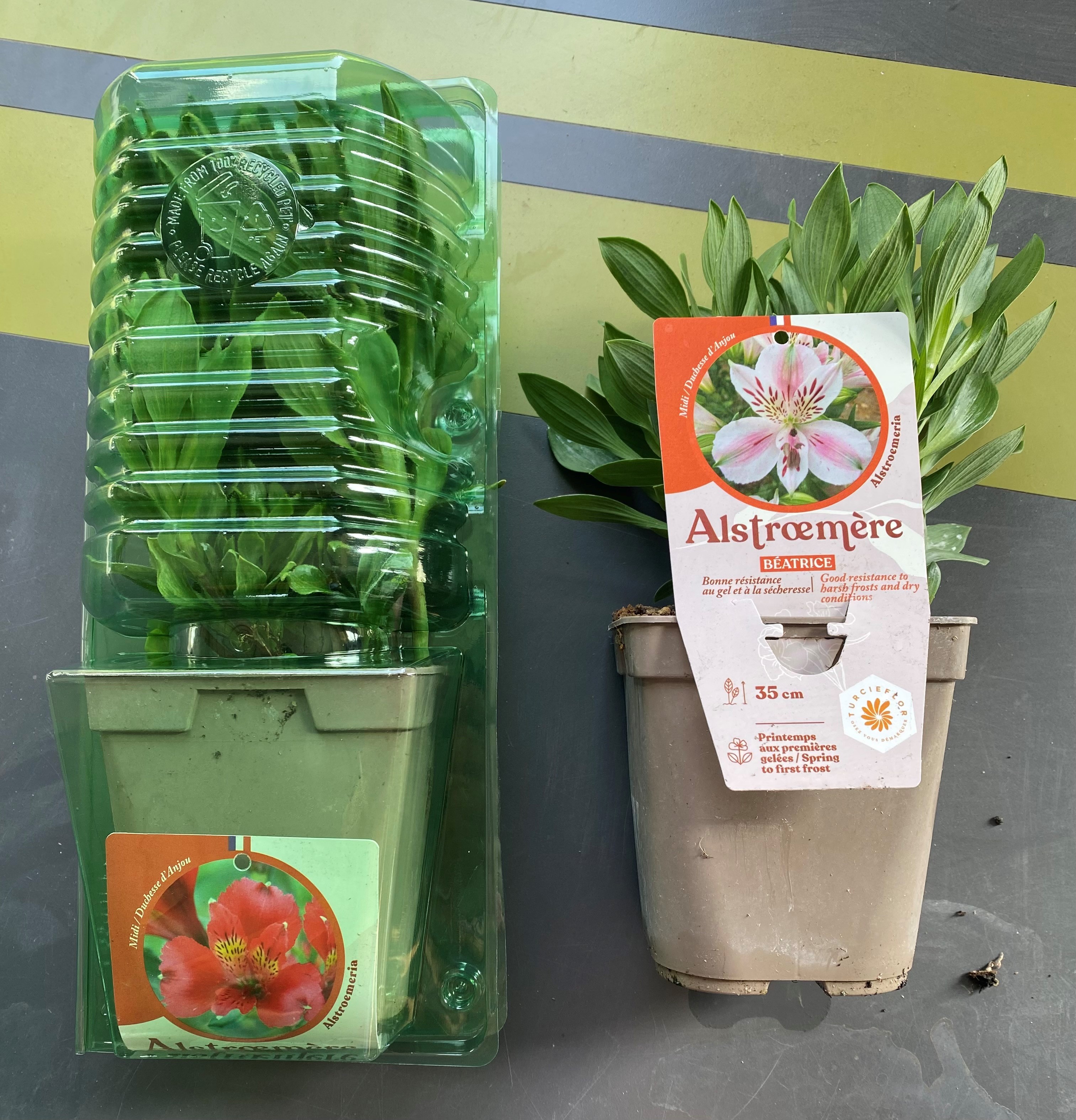 exemple pot de 1 litre alstroemeria